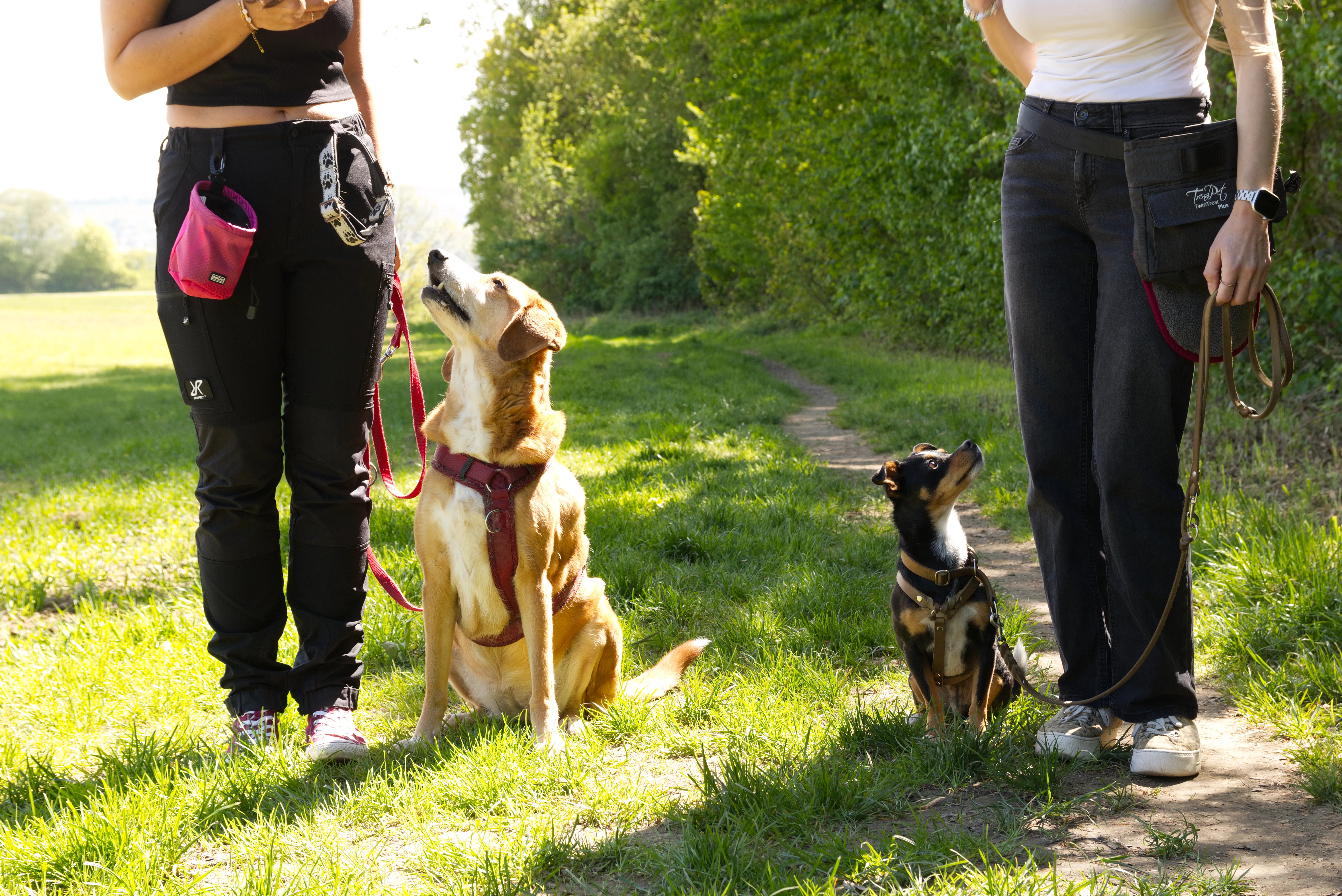 Zwei Hunde sitzen aufmerksam neben ihren Halterinnen auf einem Feldweg